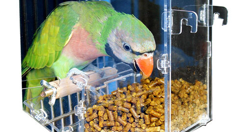 A ketrecben, kalitkában tartott otthoni madaraknak etetőre van szükségük, hogy táplálékot vagy vizet adhassanak nekik.